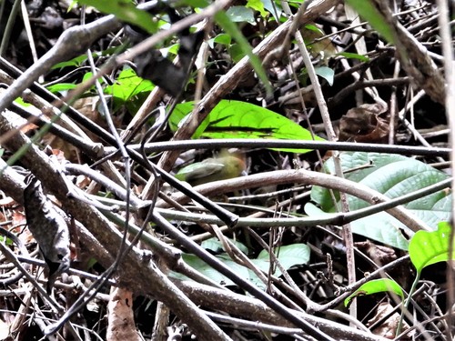 Rufous-capped Babbler (Cyanoderma ruficeps), photo 9