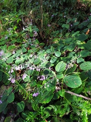 Plectranthus malvinus