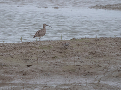 Calidris alpina