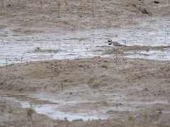 Charadrius hiaticula