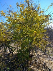 Stegnosperma halimifolium