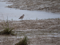 Pluvialis squatarola