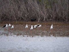 Himantopus himantopus