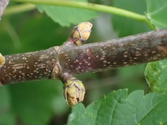 Aceria vermicularis