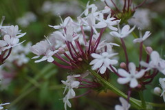 Valerianella ozarkana