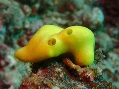 Leucetta chagosensis