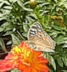 Junonia lemonias