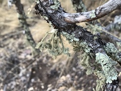 Usnea cirrosa