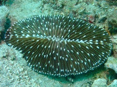 Ctenactis albitentaculata