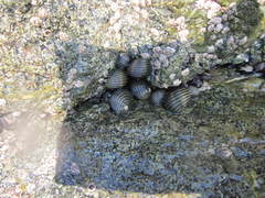 Nerita balteata