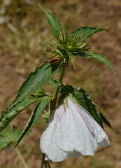 Hibiscus meraukensis