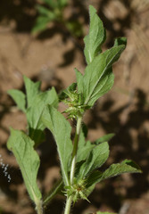 Acanthospermum hispidum