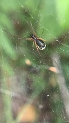 Frontinellina frutetorum