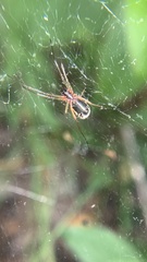 Frontinellina frutetorum