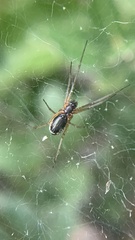 Frontinellina frutetorum