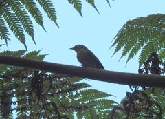 Zosterops auriventer