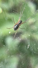 Frontinellina frutetorum