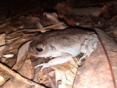 Leptobrachium