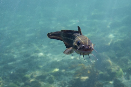 Barbel-eel catfish (Plotosus lineatus) — Plotosidae — 4