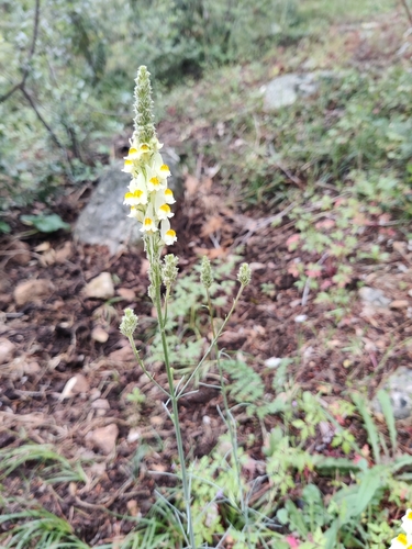 Image of Lesser Butter-And-Eggs (Linaria multicaulis) by (c) Riccardo Rocca, some rights reserved (CC BY)