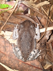 Leptobrachium