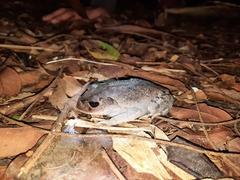 Leptobrachium