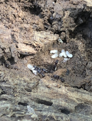 Poneracantha triangularis