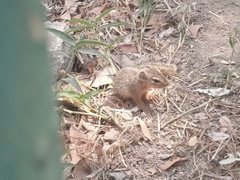 Notocitellus annulatus