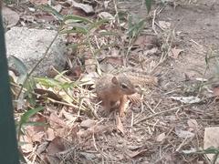 Notocitellus annulatus