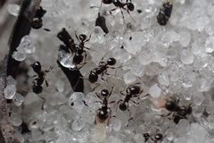 Pheidole adrianoi