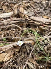 Peripleura hispidula