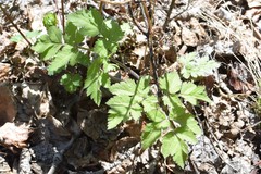 Osmorhiza depauperata