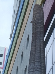 Melanerpes carolinus