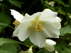 Philadelphus incanus
