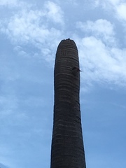 Melanerpes carolinus