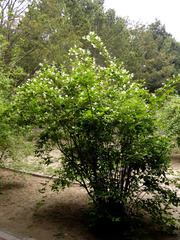 Philadelphus incanus