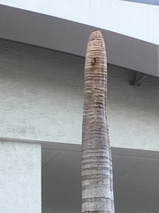 Melanerpes carolinus