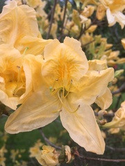 Rhododendron luteum