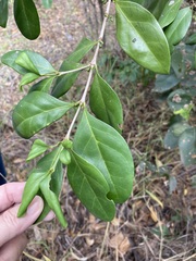 Cyclophyllum