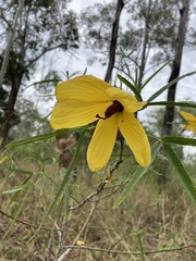 Hibiscus divaricatus