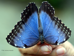 Morpho helenor peleides