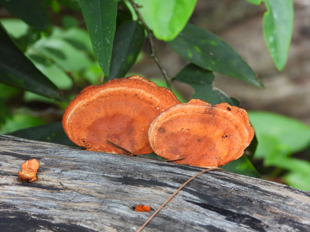 Trametes sanguinea · May 2022 · photo: © stephenmatthews (iNaturalist, cc0)