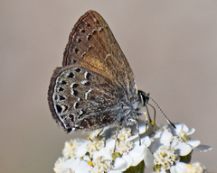 Satyrium behrii
