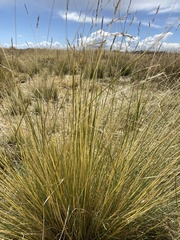 Festuca dolichophylla