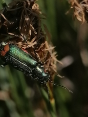 Clanoptilus geniculatus
