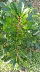 Ficus natalensis