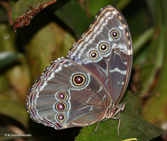 Morpho helenor peleides