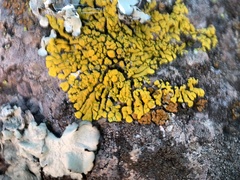 Candelina submexicana