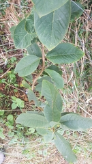 Dais cotinifolia