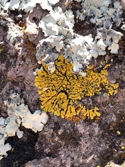Candelina submexicana